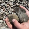Pocono Stone 1-3" - Image 3