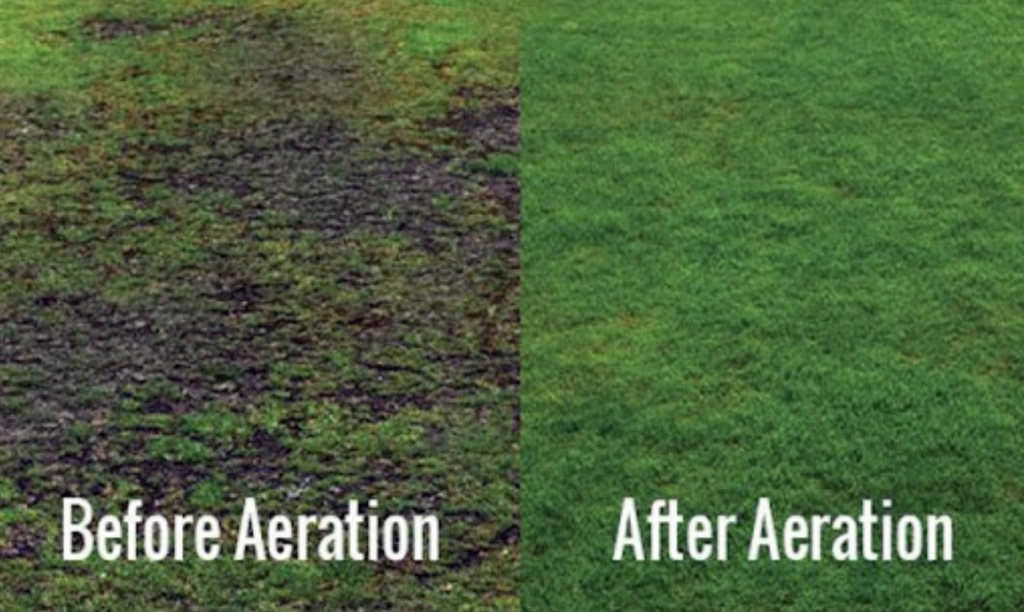 grass before vs after aeration